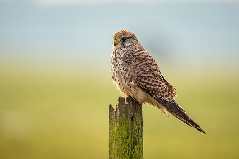 Kestrel, Falco tinnunculus by Gert Hilbink