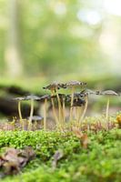 Autumn - Zwarte paddestoelen in het groen 