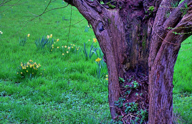 Arbre HDR par Edgar Schermaul