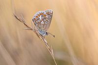 Icarusblauwtje in het veld