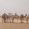 Kamelen in de woestijn | Sahara van Photolovers reisfotografie