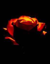 Ember Rose V