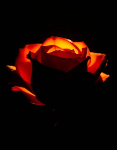 Ember Rose V