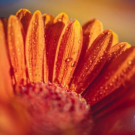 Macro fleur avec gouttes sur Inge Smulders