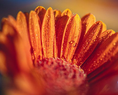 Oranje bloem met druppels close up van Inge Smulders