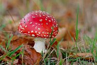 De felrode vliegenzwam staat alleen in het bos