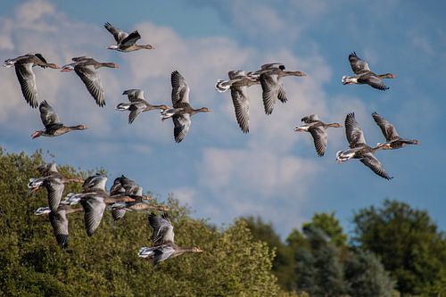 Vliegende Ganzen boven het Water.