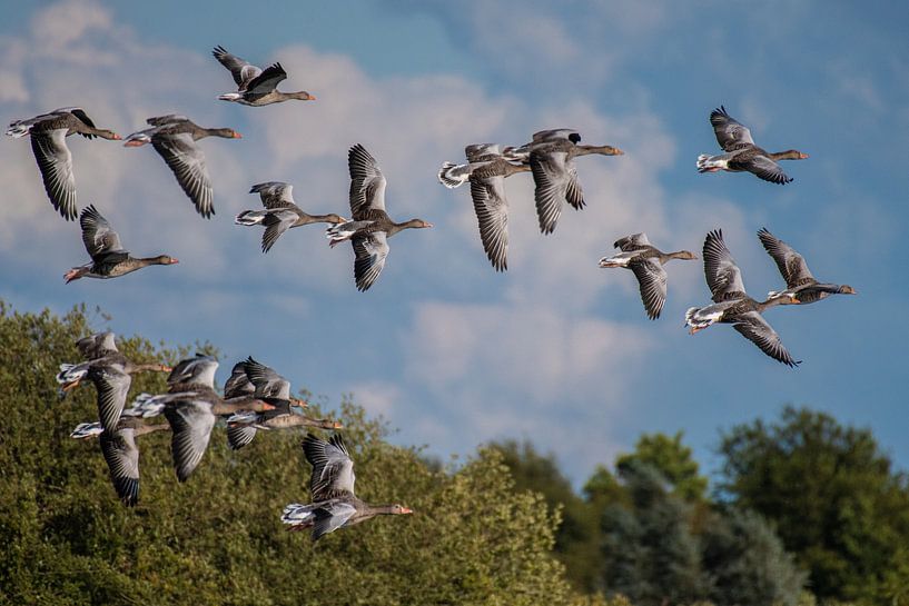 Flying Geese over the Water. by Brian Morgan