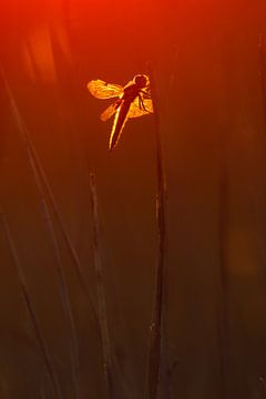 four-stroke dragonfly by Pim Leijen