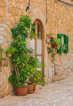 View of traditional plant decoration in Valldemossa by Alex Winter