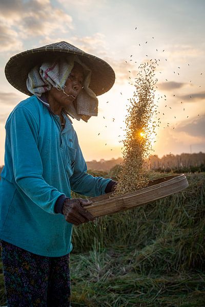 Récolte du riz au coucher du soleil par Ellis Peeters