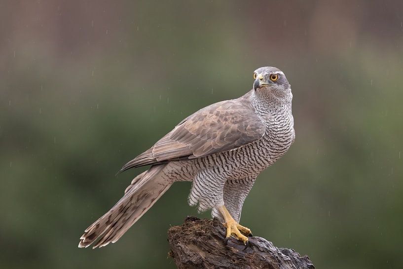 De havik par Ben Bokeh