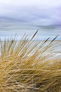 Duingras aan het strand van Sharon Hendriks