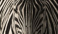 Zebra gefotografeerd bij Burgers Zoo