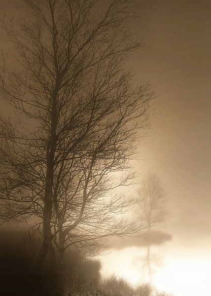 Boom in mist 001 by Cor de Keijzer