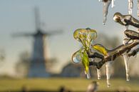 Watering the blossom by Moetwil en van Dijk - Fotografie thumbnail