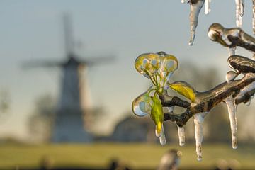 Beregenen van de bloesem