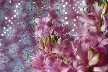 EEN  Schitterende Pink Hyacint van Ria Scheewe