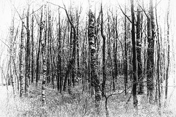 Between the birches