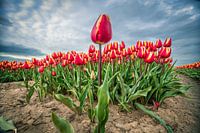 Tulipes en puissance
