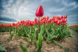 Tulips in power by Rianne Groenveld