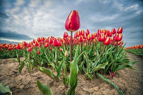 Tulpen an der Macht