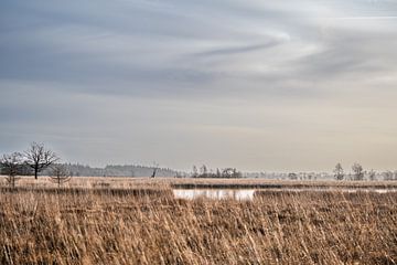 Winterheide van Anna Koek