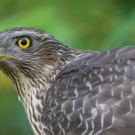 Young Lady (Northern Goshawk) by Harry Eggens