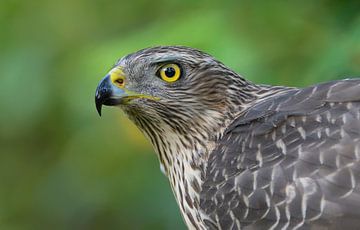 Young Lady (Northern Goshawk) by Harry Eggens