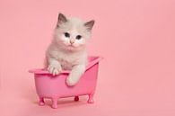 Niedliche Ragdoll Kätzchen in einem rosa Bad von Elles Rijsdijk Miniaturansicht