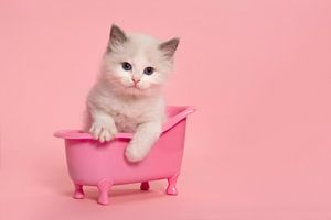 Schattig ragdoll kitten in een roze badje van Elles Rijsdijk