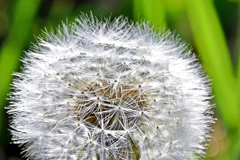 a dandelion by Werner Lehmann