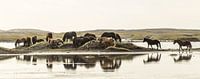 Horses near Vestrahorn, Iceland