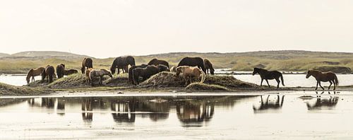 Horses near Vestrahorn, Iceland