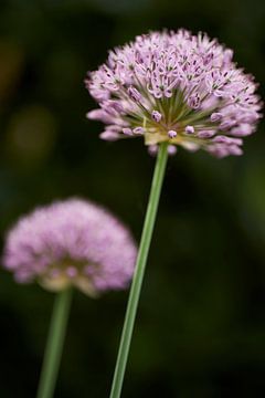 Sierui, Allium of Look in bloei van Cor de Hamer