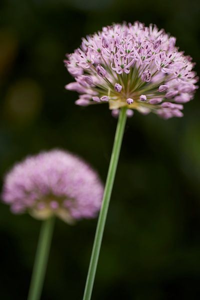 Allium oder Lauch in Blüte von Cor de Hamer