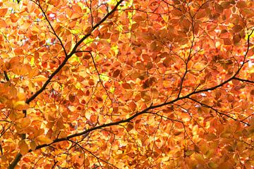 Herfst bladeren van Irene Lommers