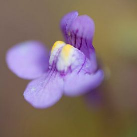 Beauty  von Janny Kleijn