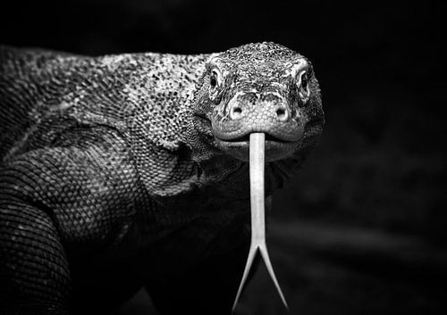 Nahaufnahme eines Komodadrachens (Komodadrache)