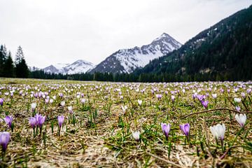 De Vilsalpsee in het Tannheimer Tal met spiegelend water en een alpenberglandschap op de achtergrond. van Miriam Schwarzfischer Fotografie