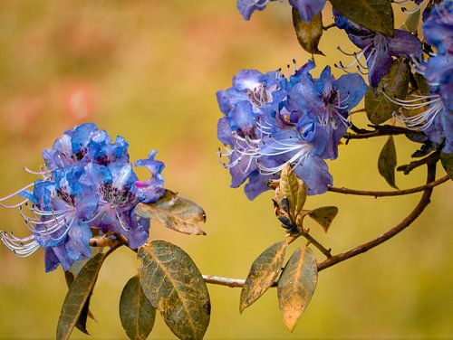 Rodondendron in bloei
