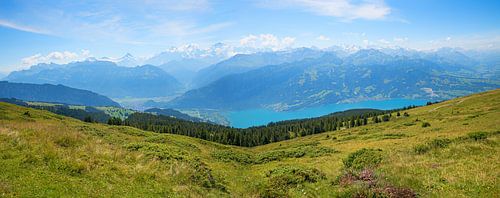 landschap Niederhorn in de zomer, Thunersee, Berner Oberland