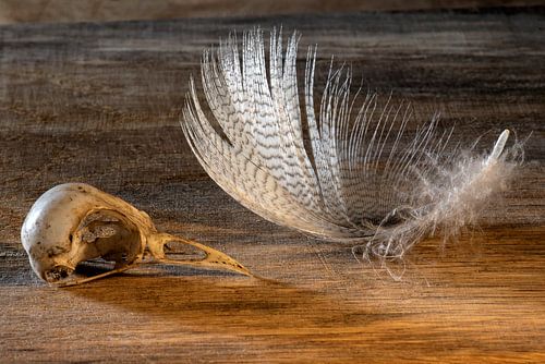 stilleven met veer en schedeltje