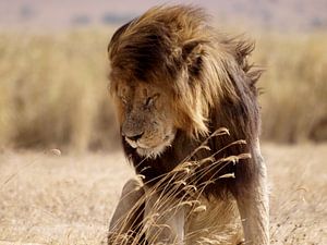 Löwe im Ngorongoro-Krater