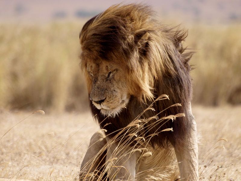 Löwe im Ngorongoro-Krater von Roos Vogelzang