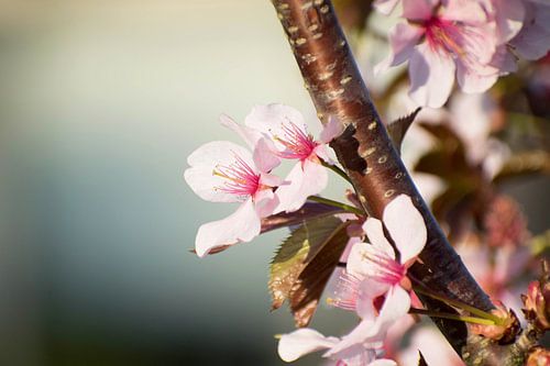 pink cherry blossom to branch detail.