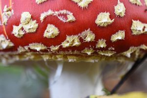 Close-up paddenstoel rood met witte stippen, vliegenzwam  von Patricia van Nes