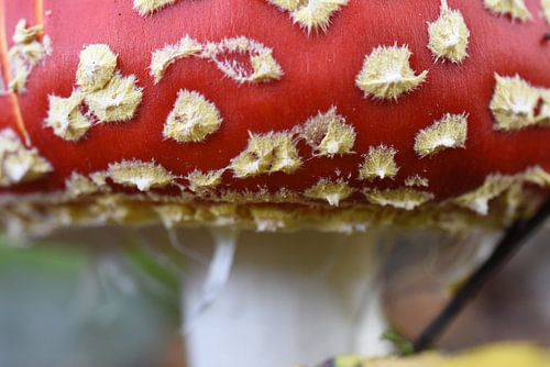 Close-up paddenstoel rood met witte stippen, vliegenzwam 