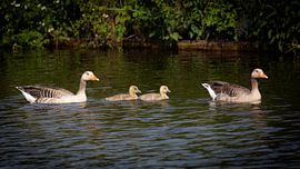 Graylag geese with goslings (panorama)