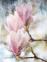 Magnificent Magnolia